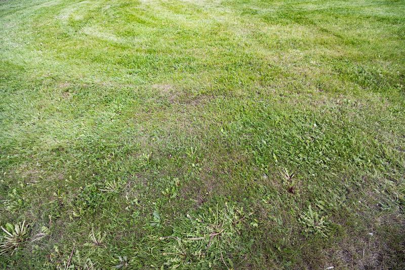 How to prepare your lawn for spring? – Pak Residence
